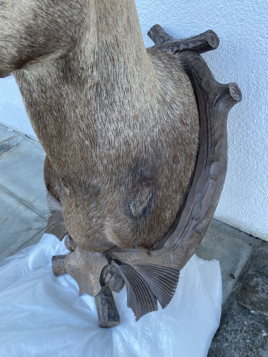 Welt der Tiere: Steinbock – Gebraucht aus Castiel von gamsli1000 5