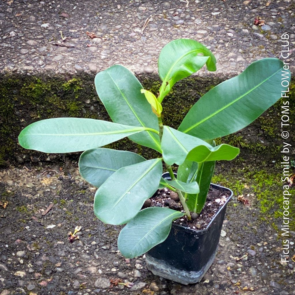 Piante & sementi: Ficus Microcarpa Smile - Kompakter Indoor-Baum – Nuovo e nell'imballaggio originale da Adliswil venduto da astom369 1