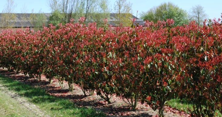 Piante & sementi: Photinia fraseri x "Devils Dream" (100cm) – Nuovo e nell'imballaggio originale da Sursee venduto da pflugshaupt01 2