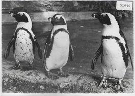 Zoologischer Garten Zürich - Brillenpinguine