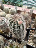 Echinocereus metornii