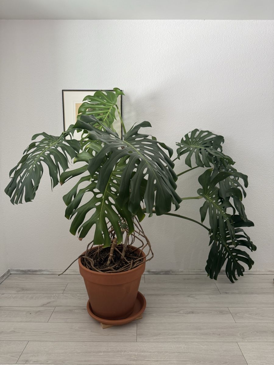 Plantes & graines: Monstera Deliciosa – D'occasion à Binningen par bob_m2qg