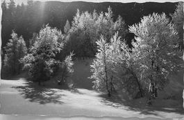 E. Meerkämper, Davos - Raureif, Frauenkirch, Davos