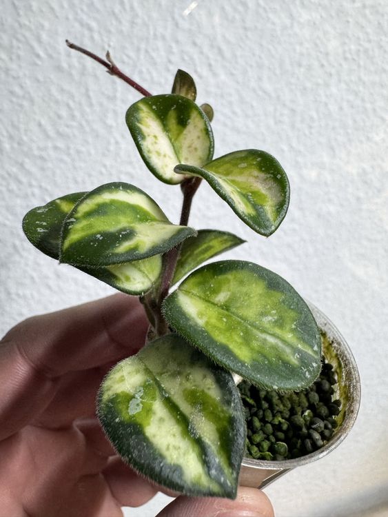 Hoya 'Mathilde' variegata! 🦄🦄🦄 RARITÄT! (Gebraucht) in Zürich für CHF ...