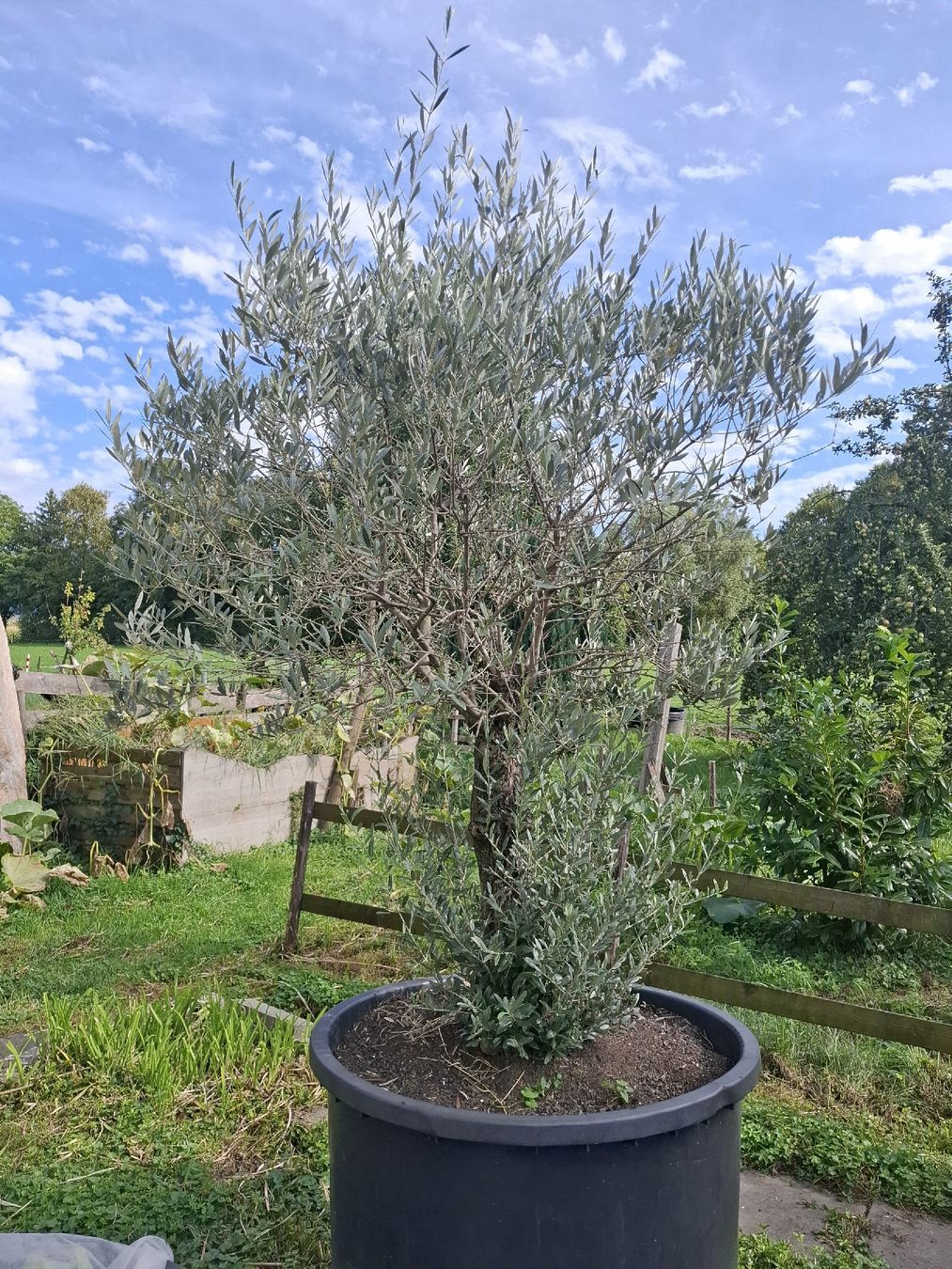 Plantes & graines: Olivenbaum – D'occasion à Au SG par lar_qq5q 1