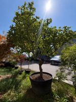 Solitär Zwergulme | Ulmus minor „Jaqueline Hillier“ Solitär 