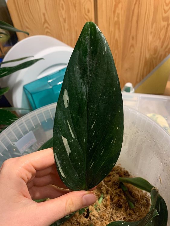 Monstera Standleyana Variegata Kaufen Auf Ricardo