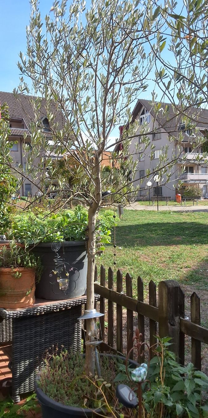 Pflanzen & Samen: Olivenbaum  – Gebraucht aus Aarburg von tipe6773