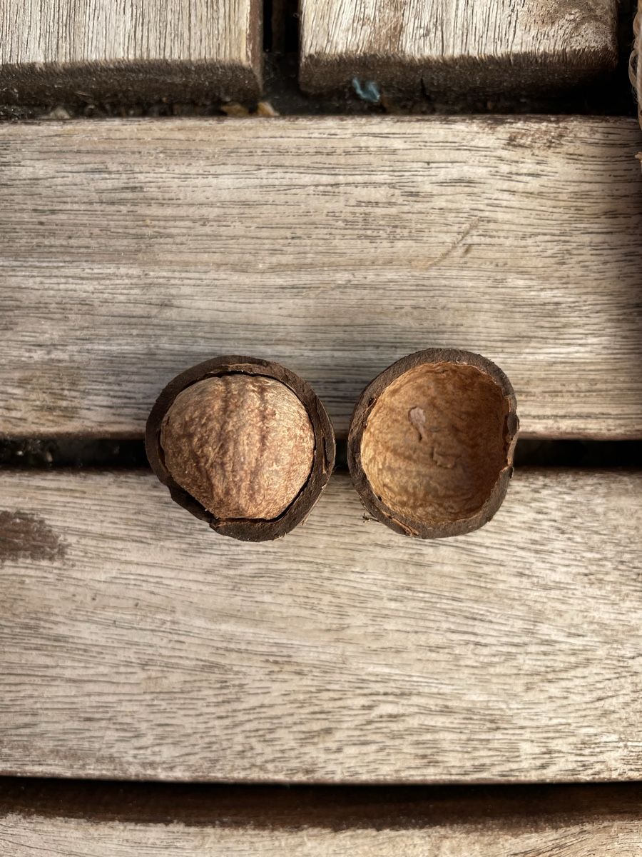 Cibi & Specialità: Schweizer Mini-Kokosnüssli (Coquitos) – Nuovo e nell'imballaggio originale da Kriens venduto da p_ART_rizia 3
