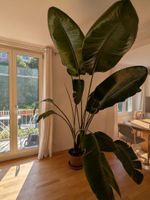 Strelitzia Nicolai - 220 cm