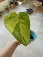 Monstera Aurea 🌿
