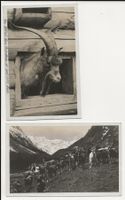 2 AK 1930 Geissen Im Roseggtal Engadin + Vitznau