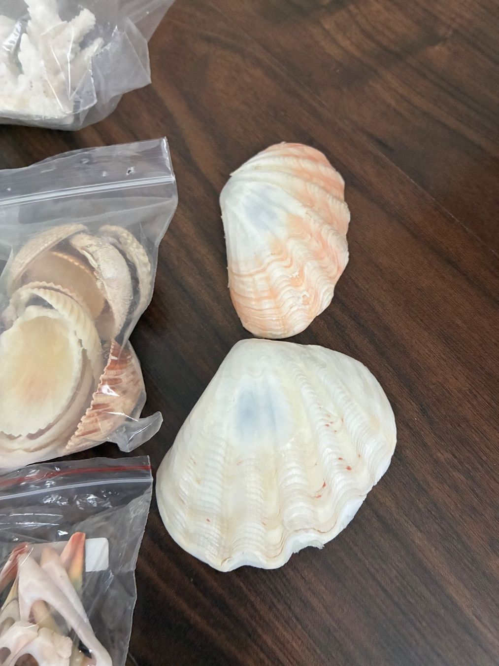 Fossili: Muschelset Diverses – Usato da Frick venduto da sandra037 3