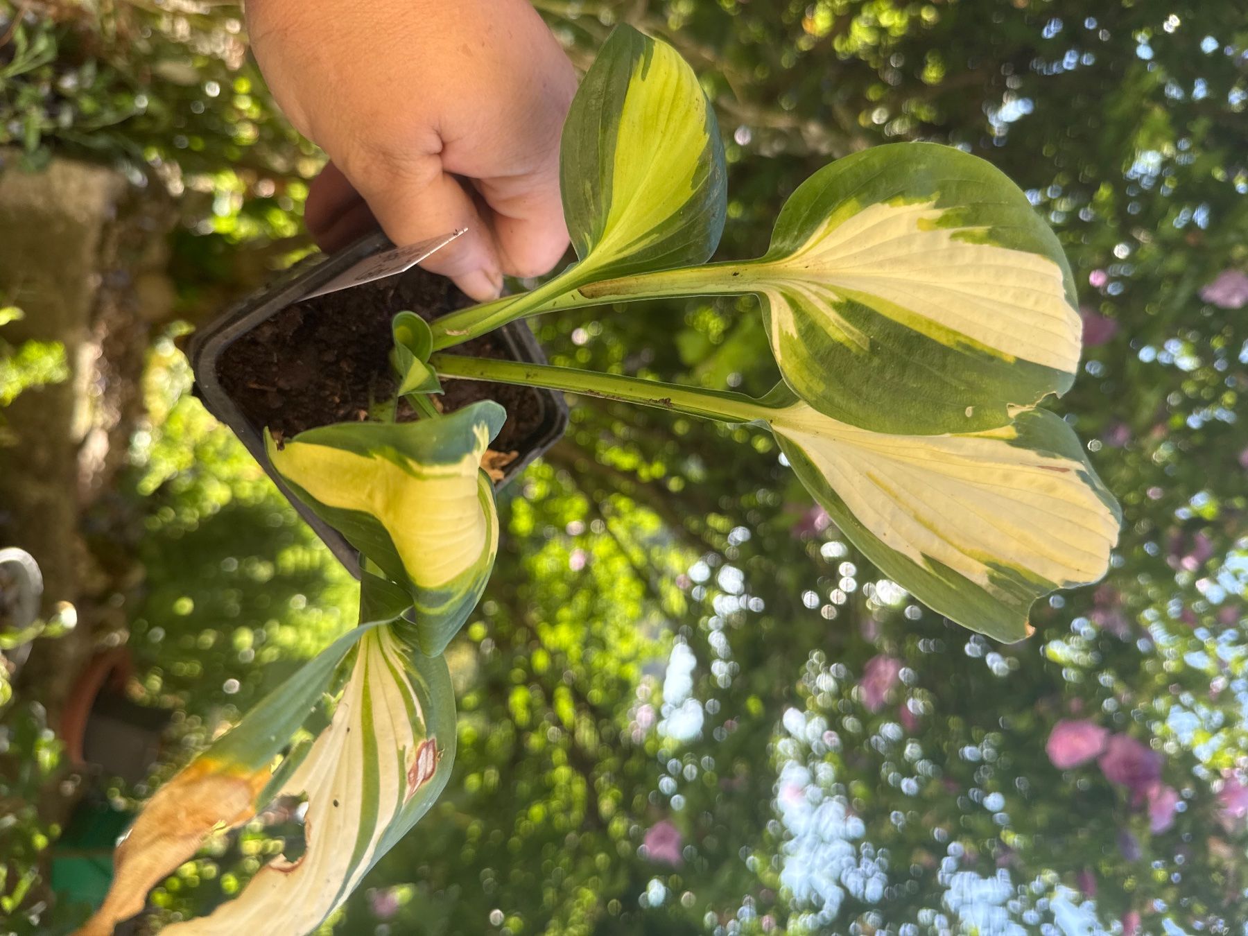 Pflanzen & Samen: Hosta Festival Color 3 – Gebraucht aus Lajoux JU von Briard0 1