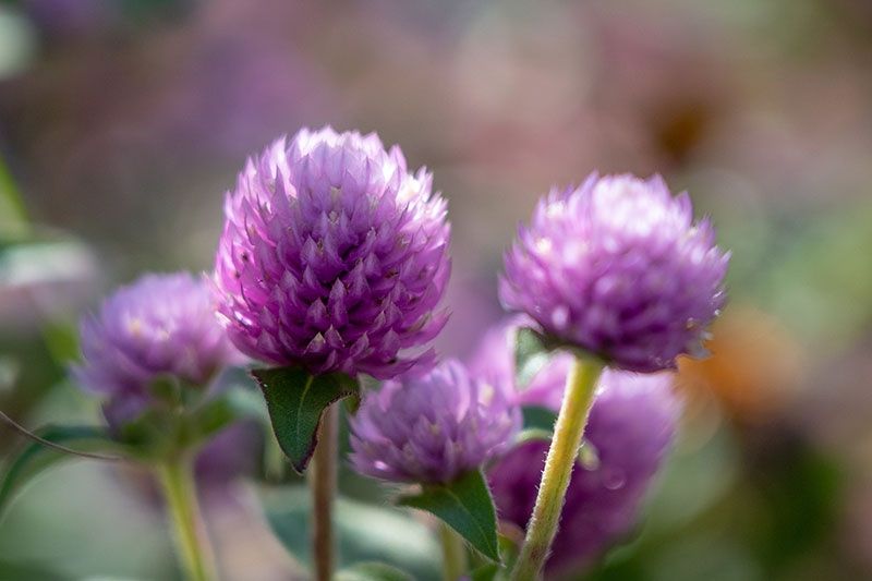 Piante & sementi: 50 Samen Kugelamarant Gomphrena LILAC Samen – Nuovo (secondo la descrizione) da Ehrendingen venduto da VerveinaSamen 6