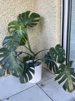 Monstera Zimmerpflanze im weissen Topf