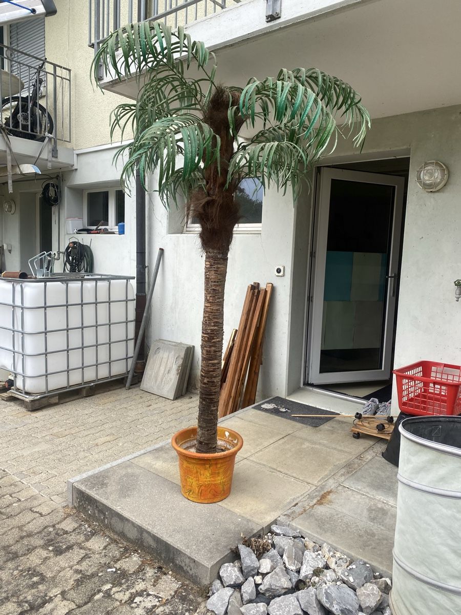 Alle Dekorationen: Zierpalme – Gebraucht aus Steckborn von racirdo68