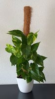 Efeutute, gelbgrün gemustert, weisser Topf, 75cm