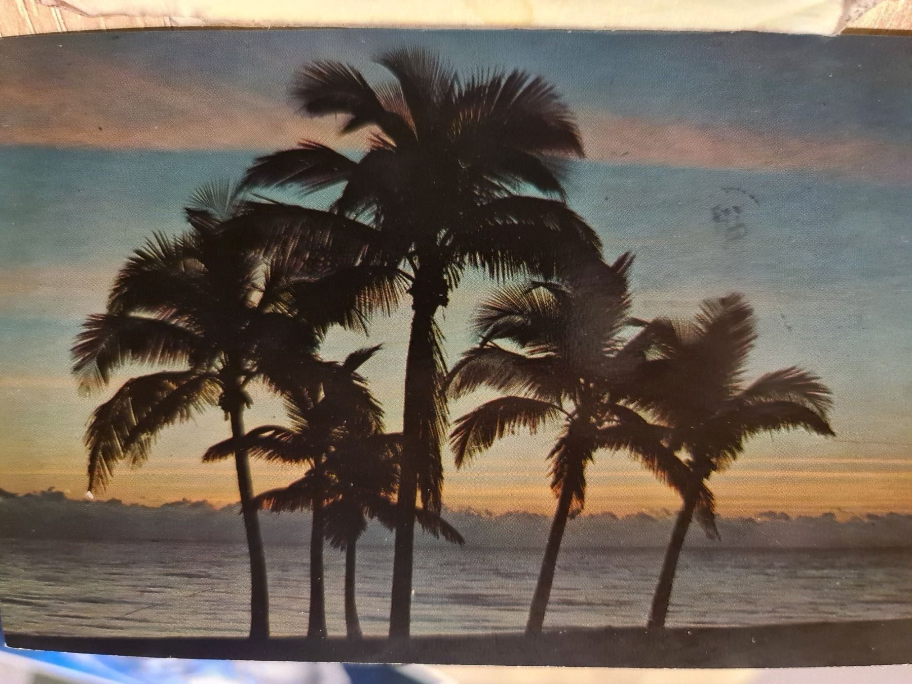 Cartoline postali: Ansichtskarte Florida Sunrise 1988 – Usato da Dintikon venduto da Vexi