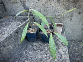 hoya pubicalix royal hawaiian purple