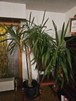 Beau Yucca d'intérieur à vendre, plante décorative 🪴