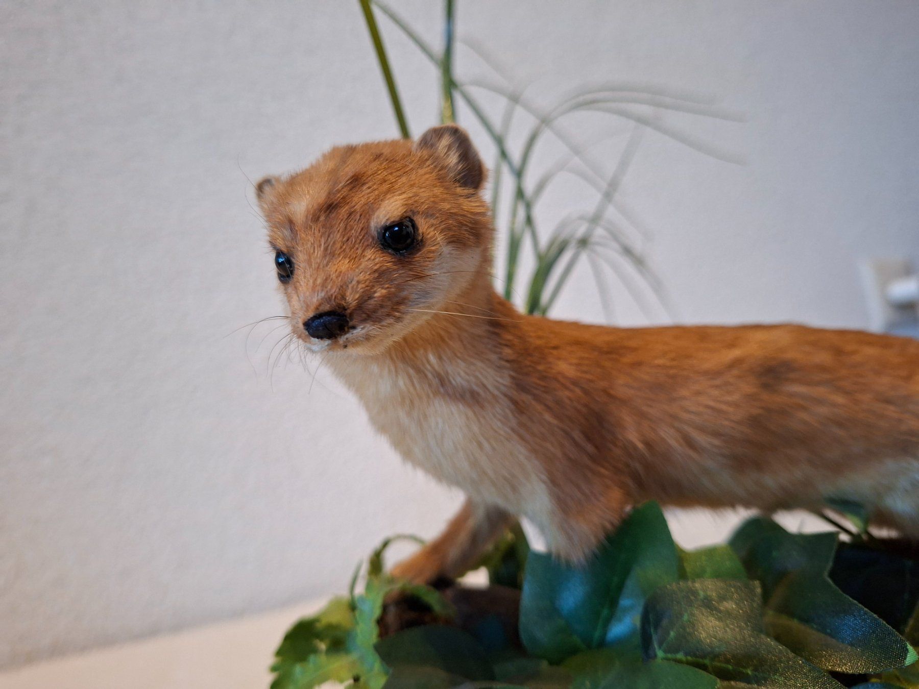 Il mondo degli animali: Hermelin 1 – Usato da Wünnewil venduto da Boschung1