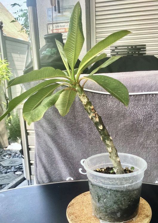 Plumeria Frangipani Kaufen auf Ricardo