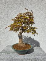 Acer Palmatum / Japanischer Fächerahorn Bonsai
