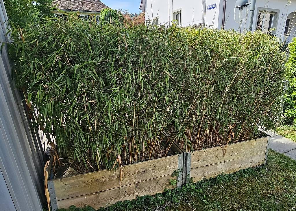 Pflanzen & Samen: Schöner Gartenbambus winterhart – Gebraucht aus Sennhof von Zanilio 2