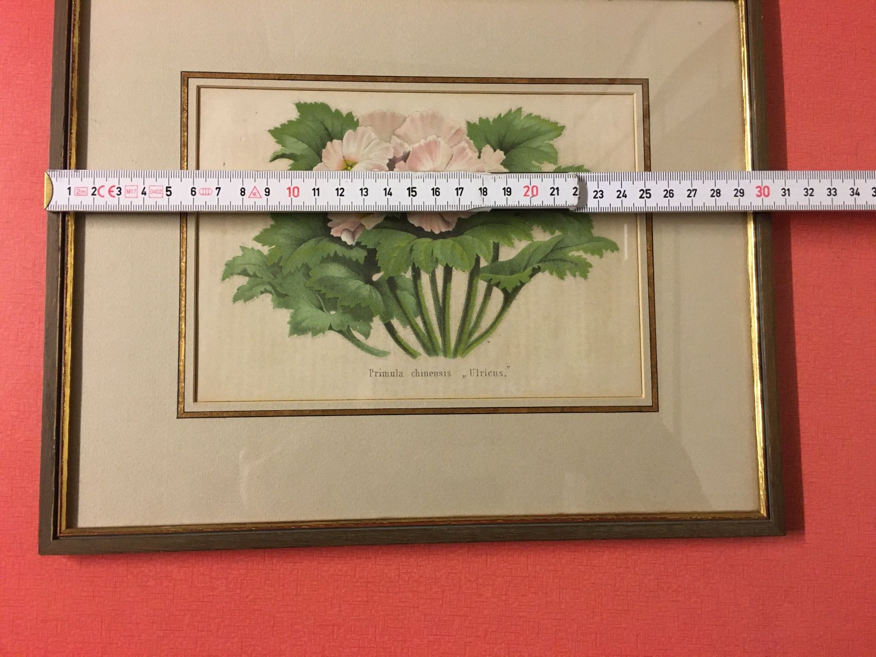 Grafica & Litografie: Alte Bild Primula  Farblithographie – Usato da Lanzenhäusern venduto da vic63 4
