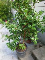Dipladenia