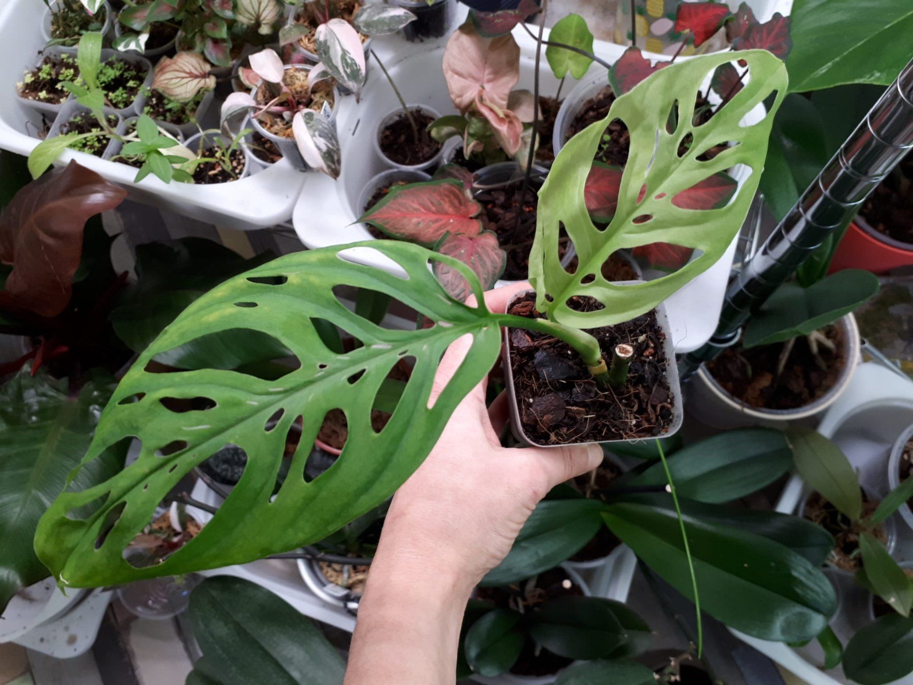 philodendron luxurians vs gloriosum Philodendron Gloriosum x Maximum