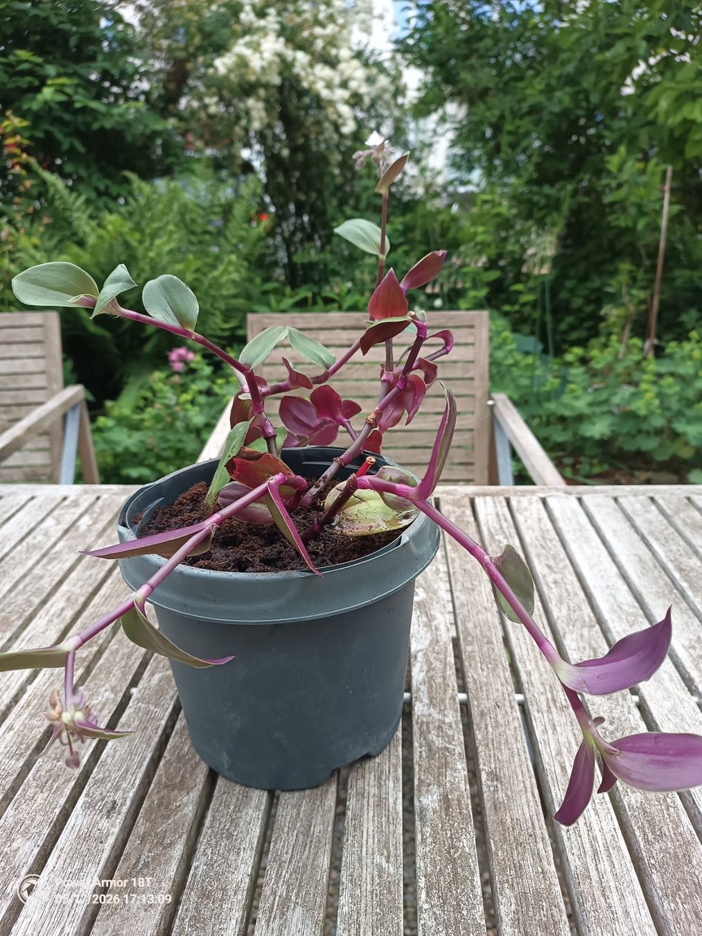 Piante & sementi: Tradescantia fluminensis-Variante – Usato da Winterthur venduto da Kristiinag 5