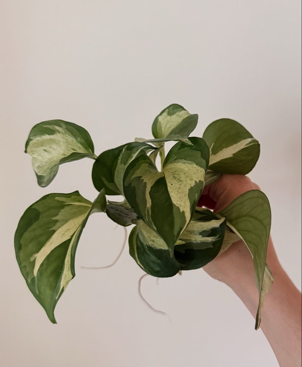 Pflanzen & Samen: Epipremnum Manjula Happy Leaf cuttings  – Neu (gemäss Beschreibung) aus Zürich von gom_zxb8