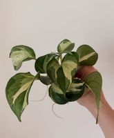 Epipremnum Manjula Happy Leaf cuttings 