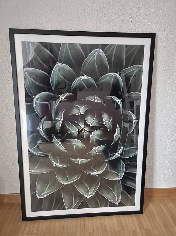 Posters & Illustrations: Wunderschönes Bild Pflanze, Kaktus – D'occasion à Bern par Heart_of_Hope