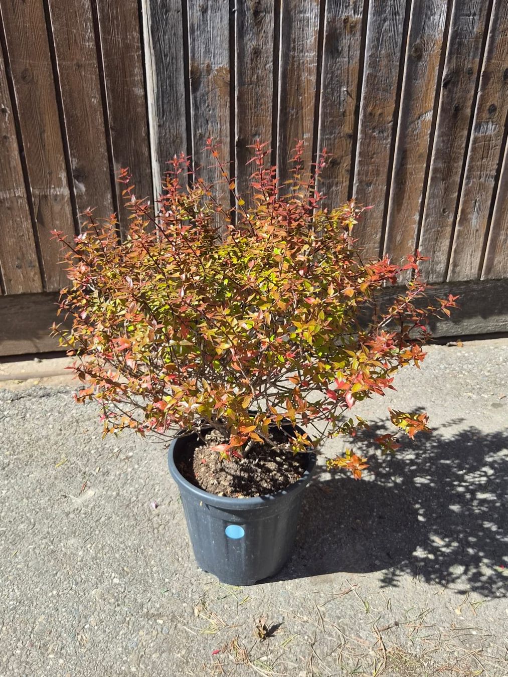 Plantes & graines: wunderschöne Abelia grandiflora 'Compacta' Pflanze – D'occasion à Forch par WeberC