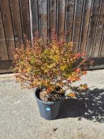 wunderschöne Abelia grandiflora 'Compacta' Pflanze