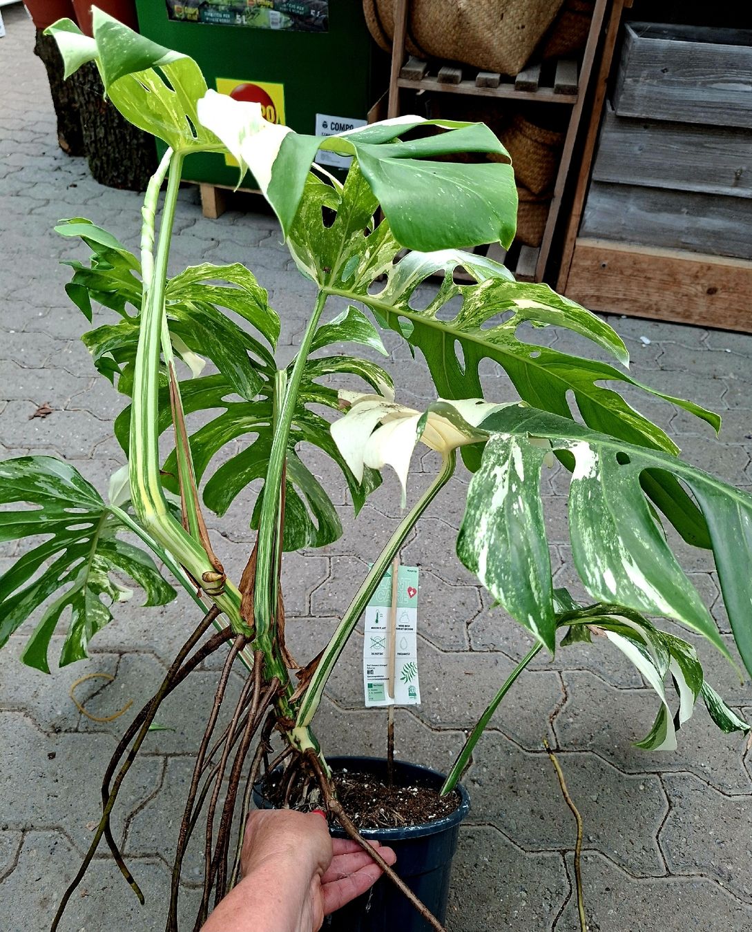 Pflanzen & Samen: RARISSIMO!!! H: XL 80 cm "Monstera Thai Constellation" – Neu und originalverpackt aus Rovio von POSITIFFARTandPLANTS 3
