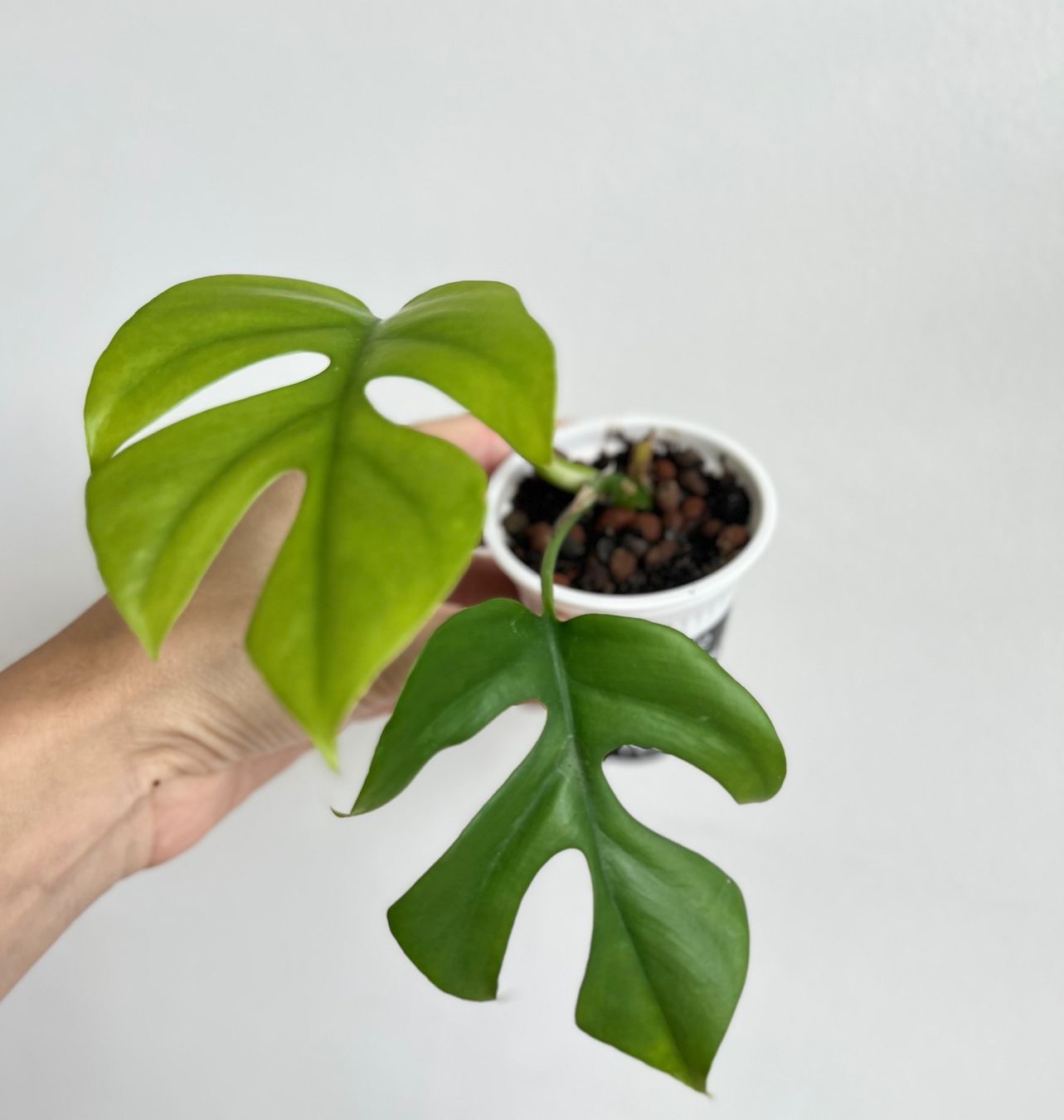 Piante & sementi: Monstera minima💚 – Usato da Glattpark(Opfikon) venduto da ste_n99y 3