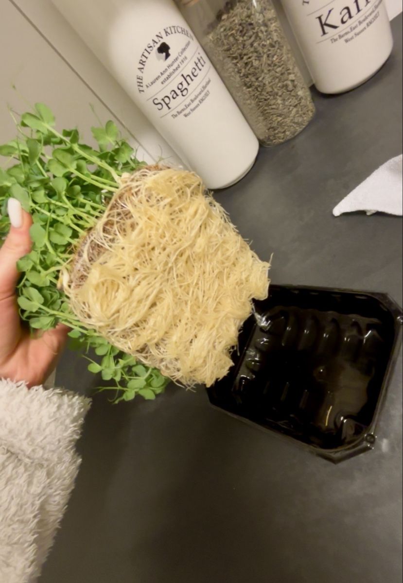 Pflanzen & Samen: Keimlinge/Microgreens Grenchen – Neu (gemäss Beschreibung) aus Grenchen von mar_hhk8 6