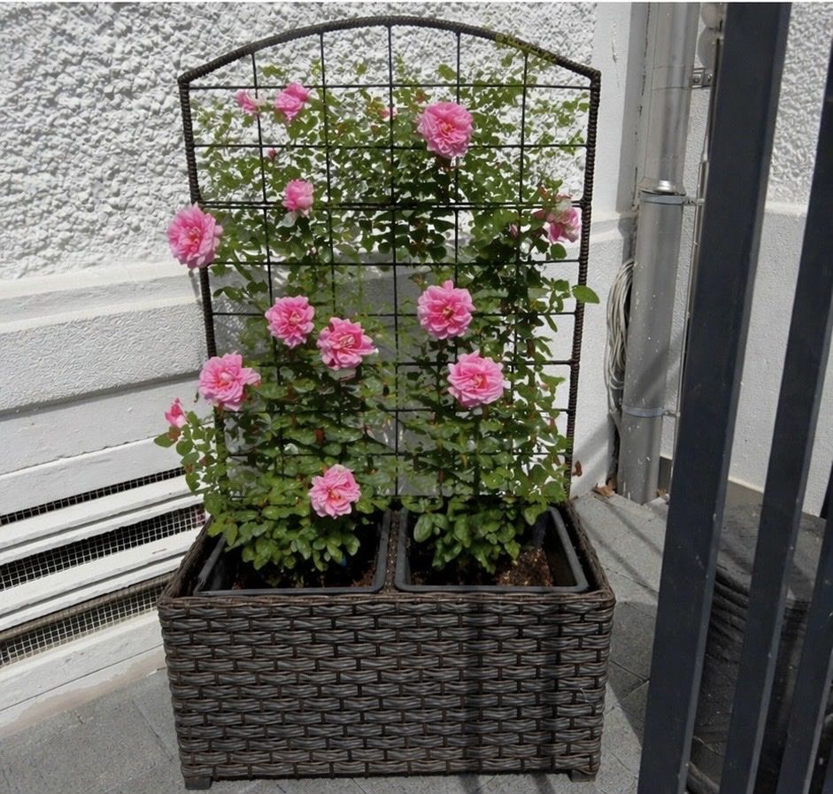 Altre Decorazioni per giardino: Rattan Rankgitter – Usato da Stein AG venduto da Sepideh_ataie