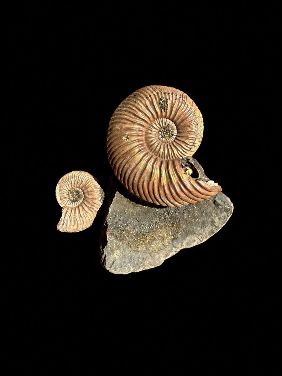 Fossili: Atemberaubende schillernde Ammoniten auf Matrix – Usato da Au SG venduto da Houseofkeichousaurus 1