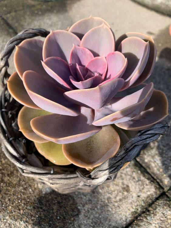 Echeveria „Perle von Nürnberg“ Pflanze im Korb Sukkulente Kaufen auf