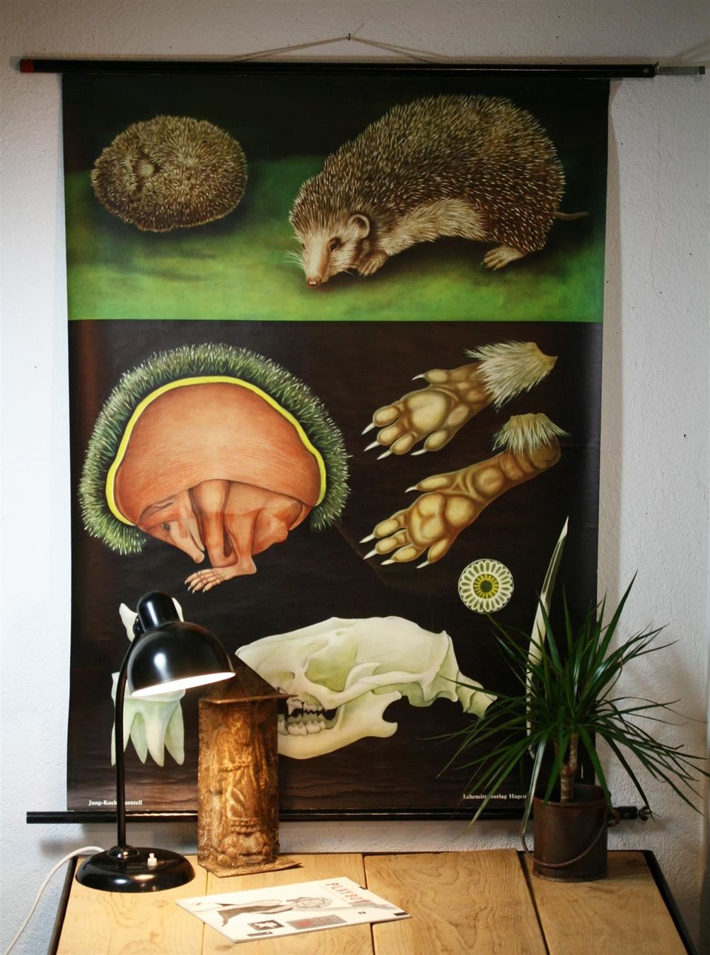 Posters & Illustrations: Schulwandbild "Igel" 1963 – D'occasion à Birrwil par brandschatz_birrwil 1
