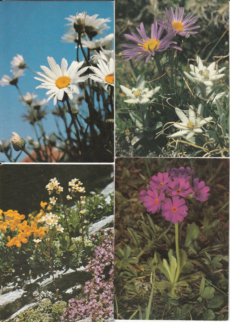 Cartes postales: 40 Schöne Blumenkarten – D'occasion à Lumbrein par made02 9