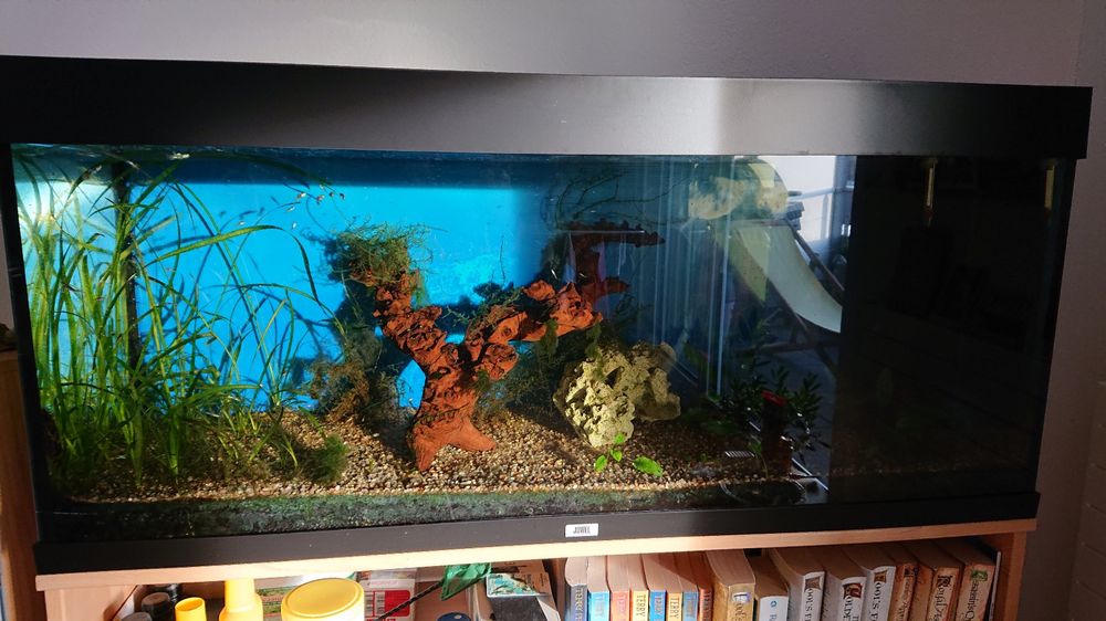 Juwel Aquarium 240l mit Fischen, Lichtkasten defekt Kaufen auf Ricardo