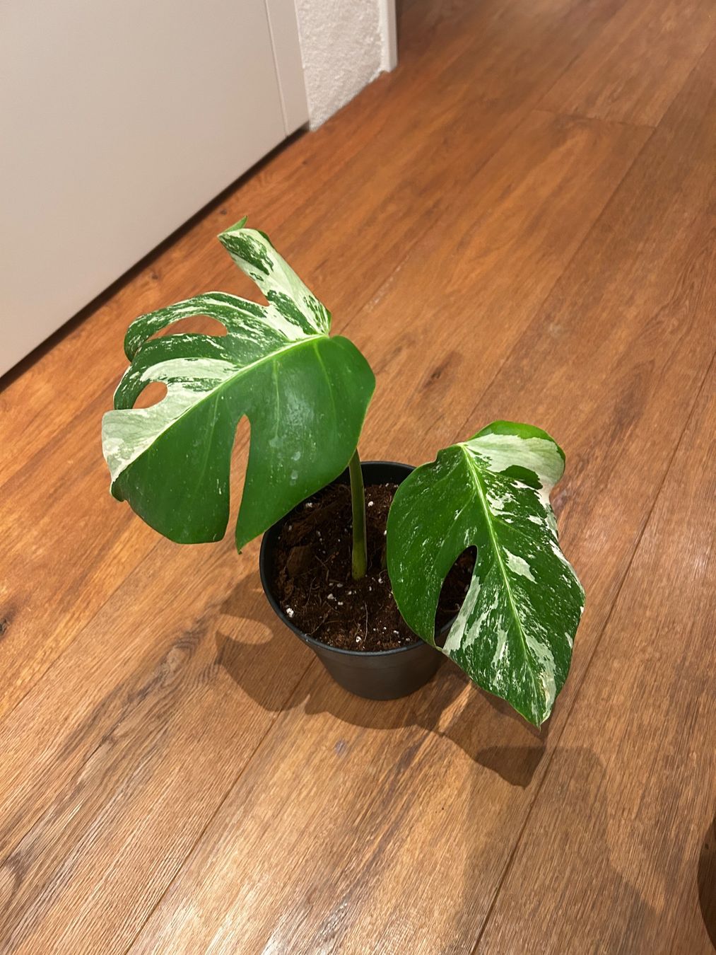 Piante & sementi: Monstera variegata💚 – Usato da Wattwil venduto da Mikesplantshop 1