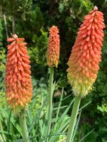 SALE 3 Fackellilien Bienenpflanze Gartenpflanze winterhart