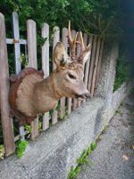schöner Rehbockkopf